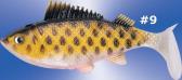 Trout  swimbaits-10192- 2