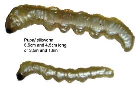 soft baits silkworm : 10065/10045